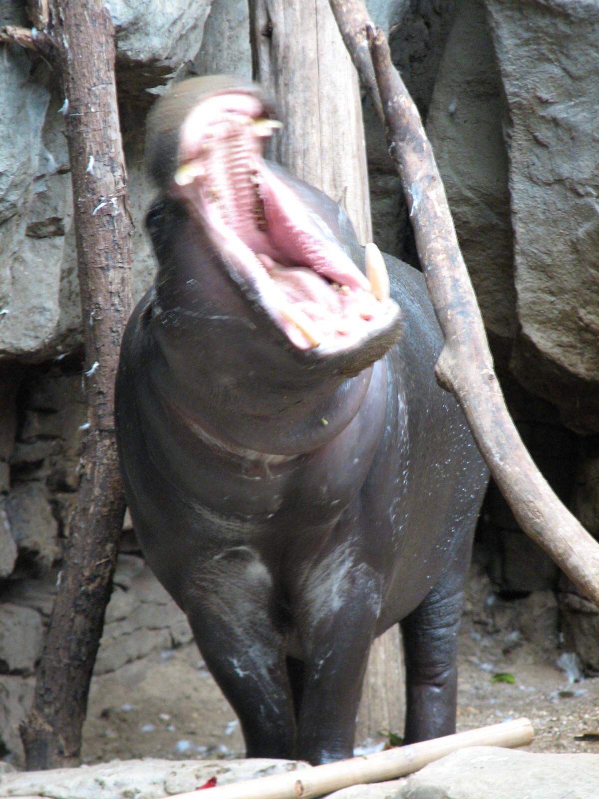 Tropical Forest Pygmy Hippopotamus