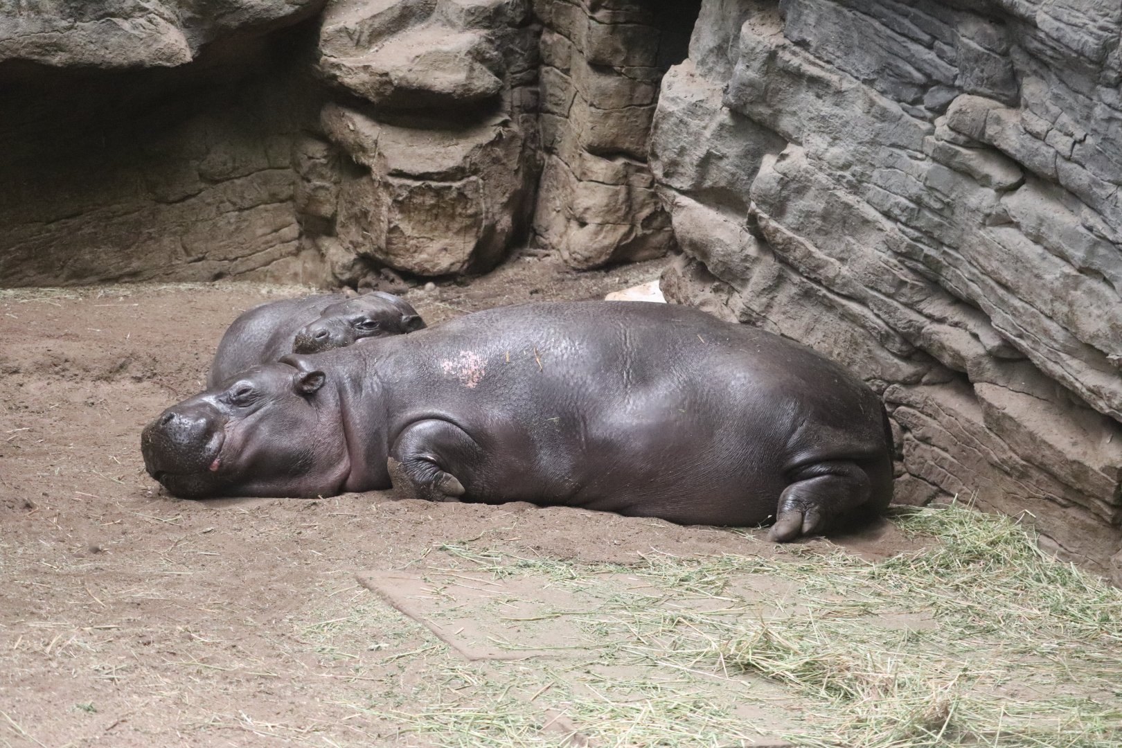 Tropical Forest - Pygmy Hippopotamus