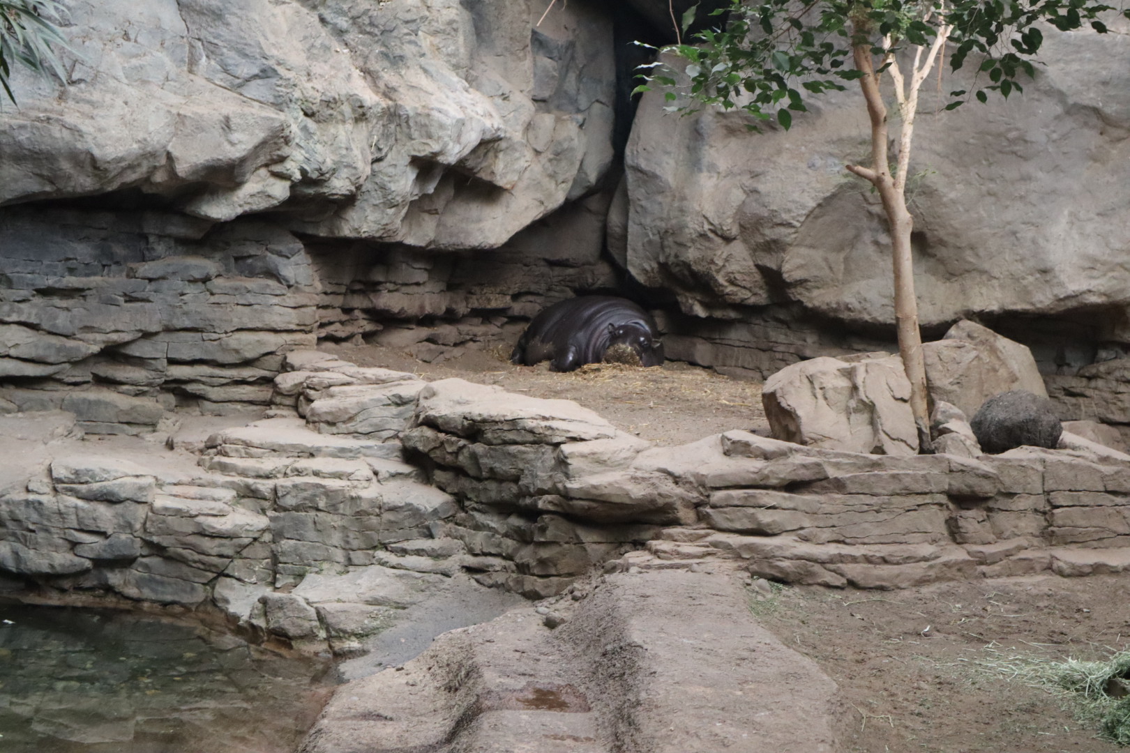 Tropical Forest - Pygmy Hippopotamus