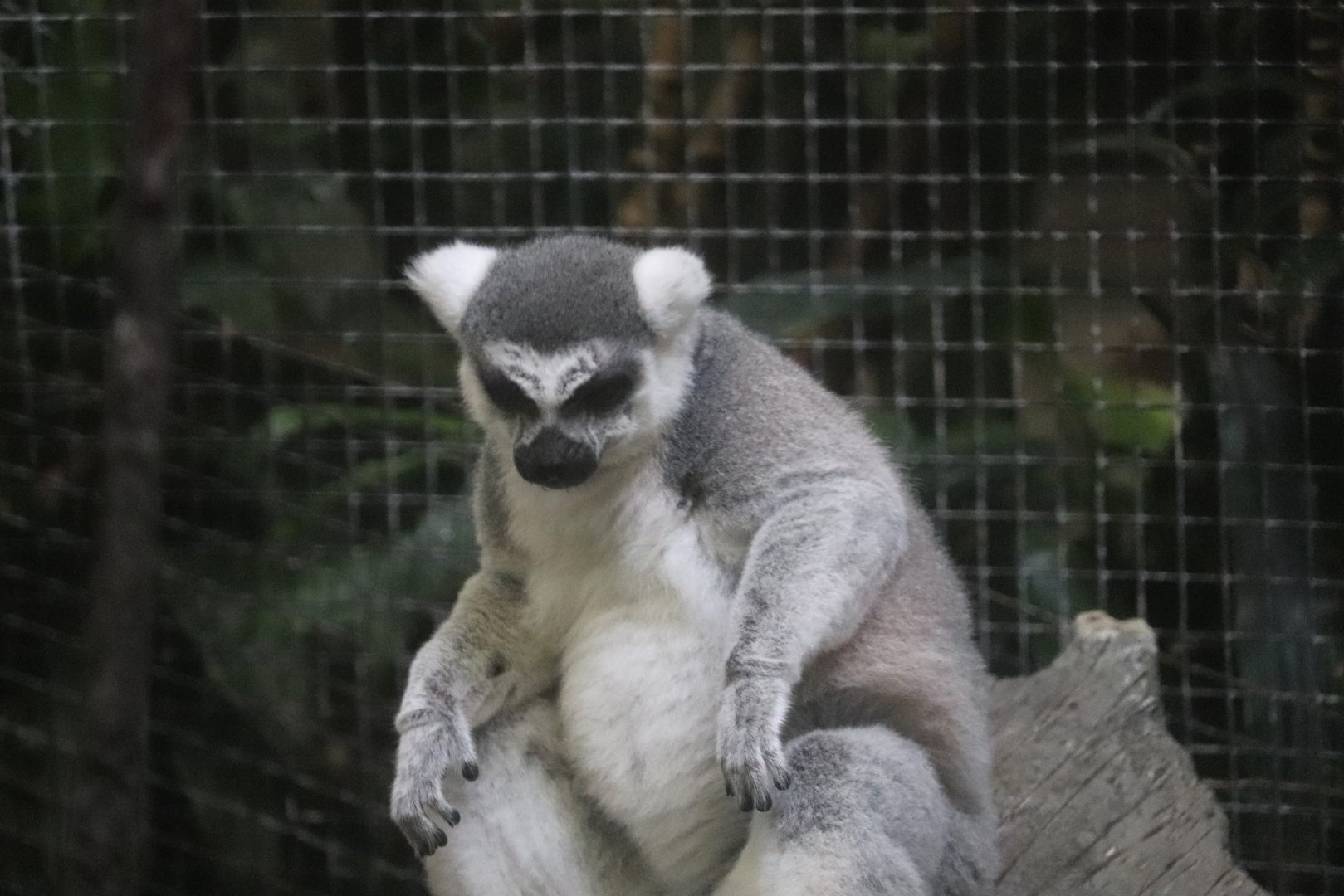 Tropical Forest - Ring-Tailed Lemur