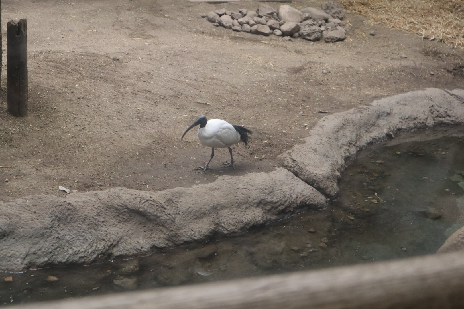 Tropical Forest - Sacred Ibis