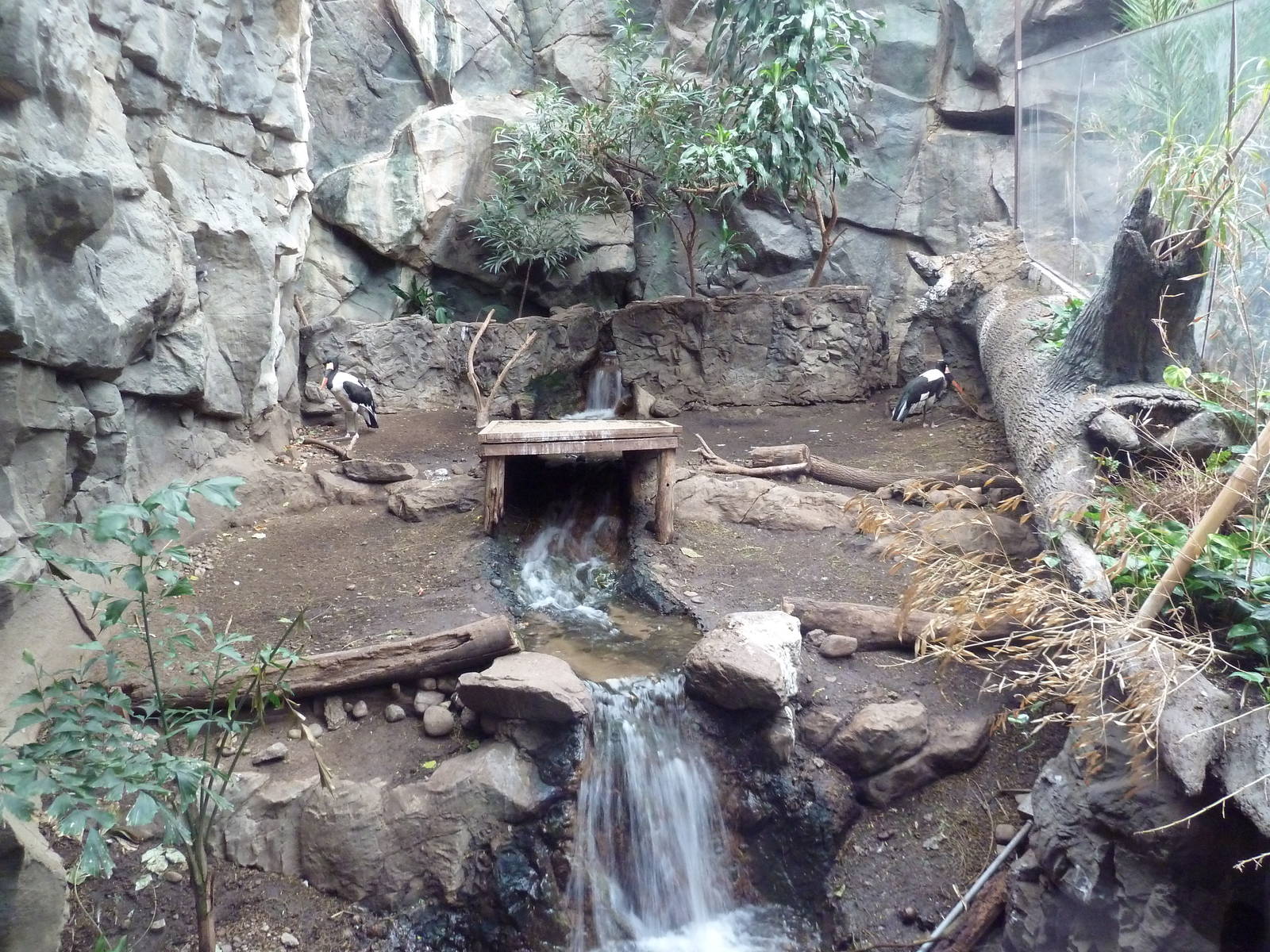 Tropical Forest - Saddle-Billed Stork Exhibit
