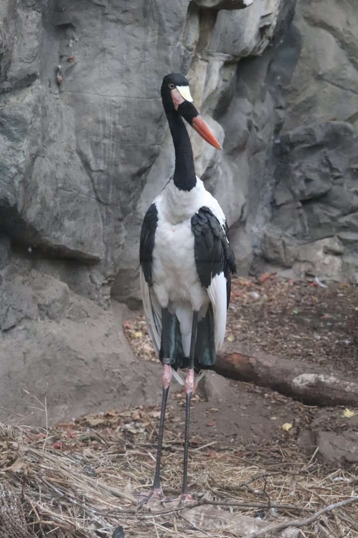 Tropical Forest - Saddle-Billed Stork