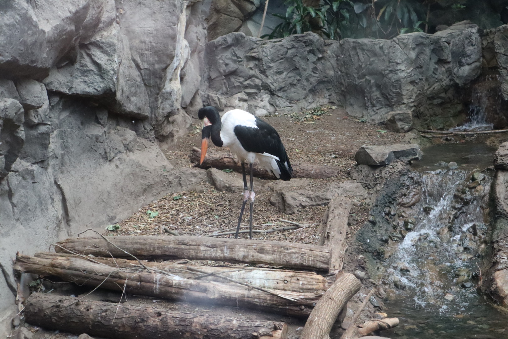Tropical Forest - Saddle-Billed Stork