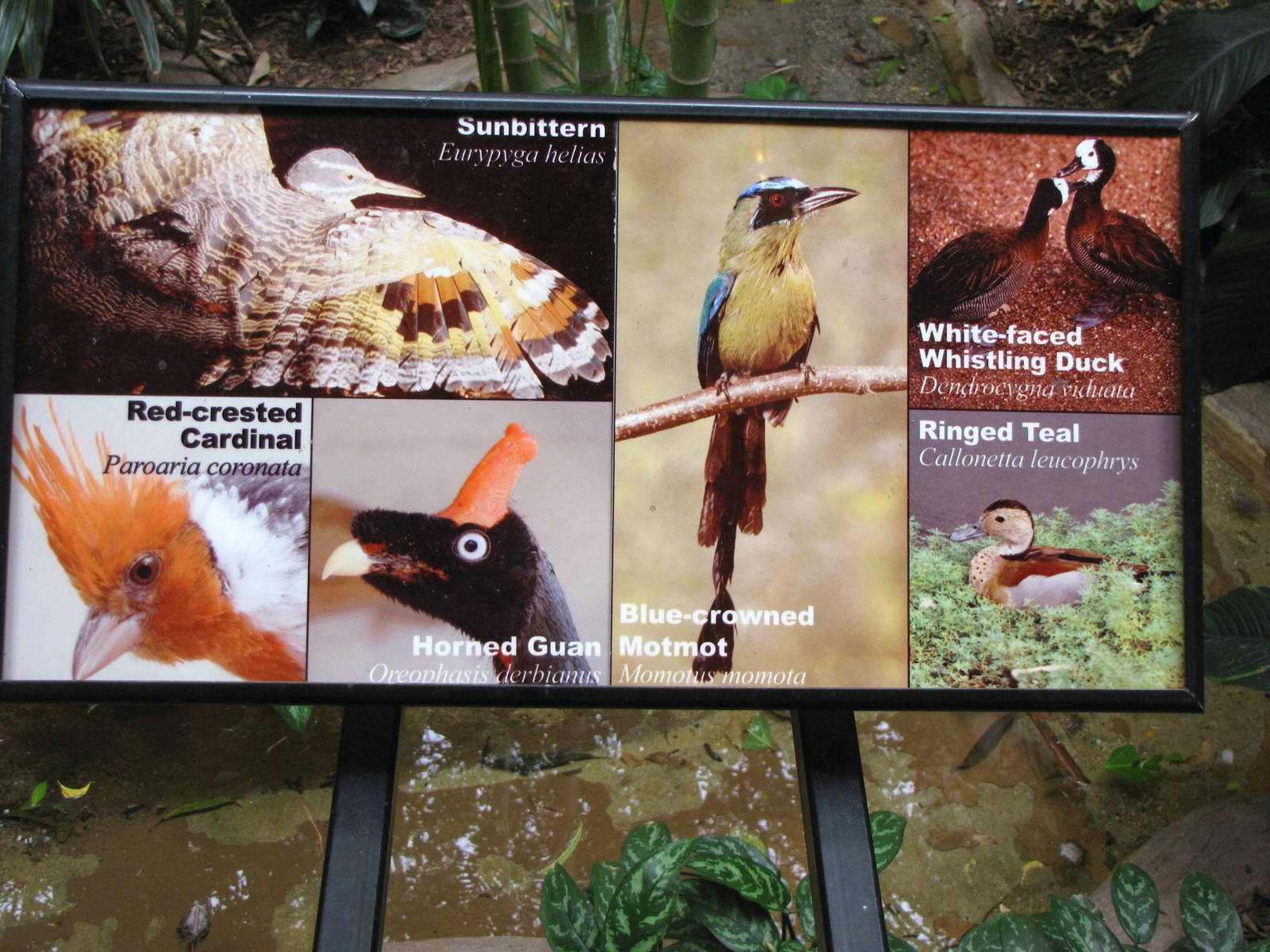 Tropical Forest Signage