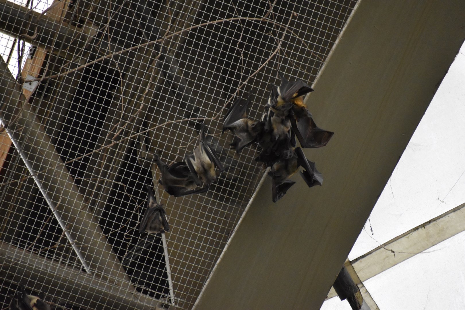 Tropical Forest - Straw-colored Fruit Bats