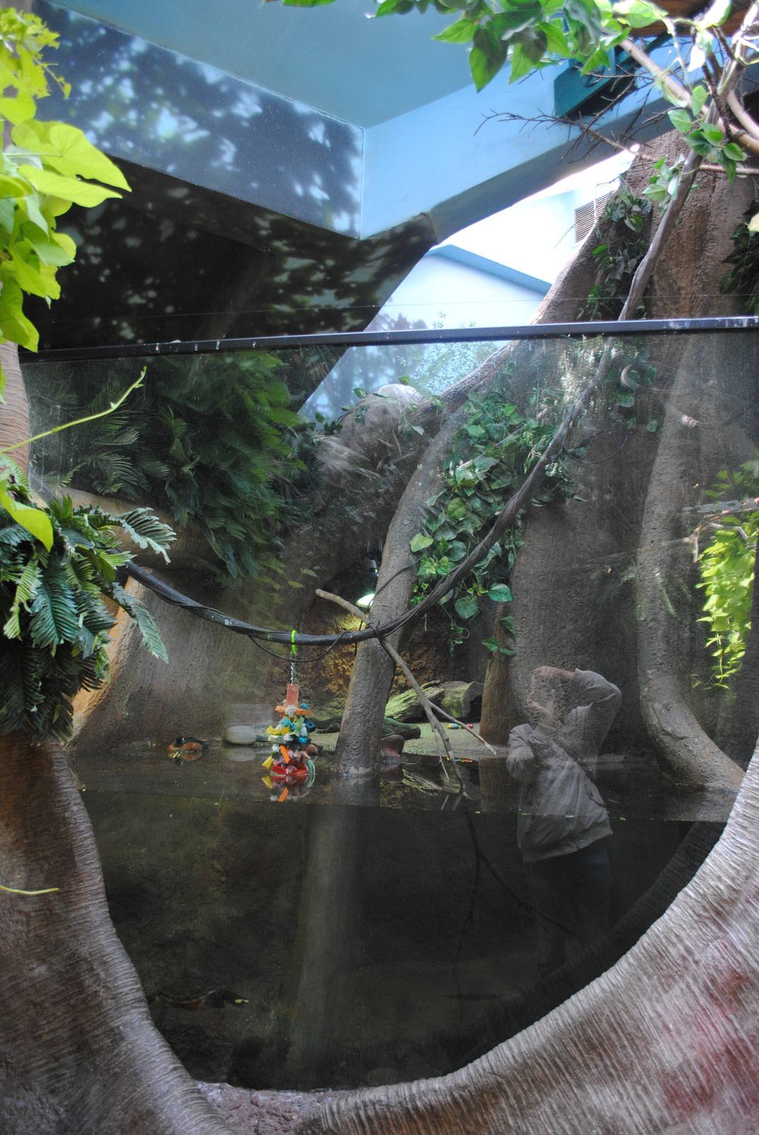 Tropical Forest - tank for African Pygmy Geese/Mertens Water Monitor/Red-be