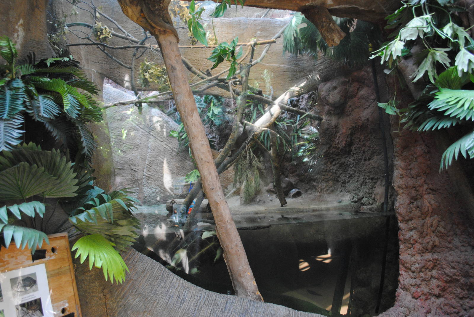 Tropical Forest - tank for Annam Leaf Turtle/Yellow-headed Temple Turtle/Au