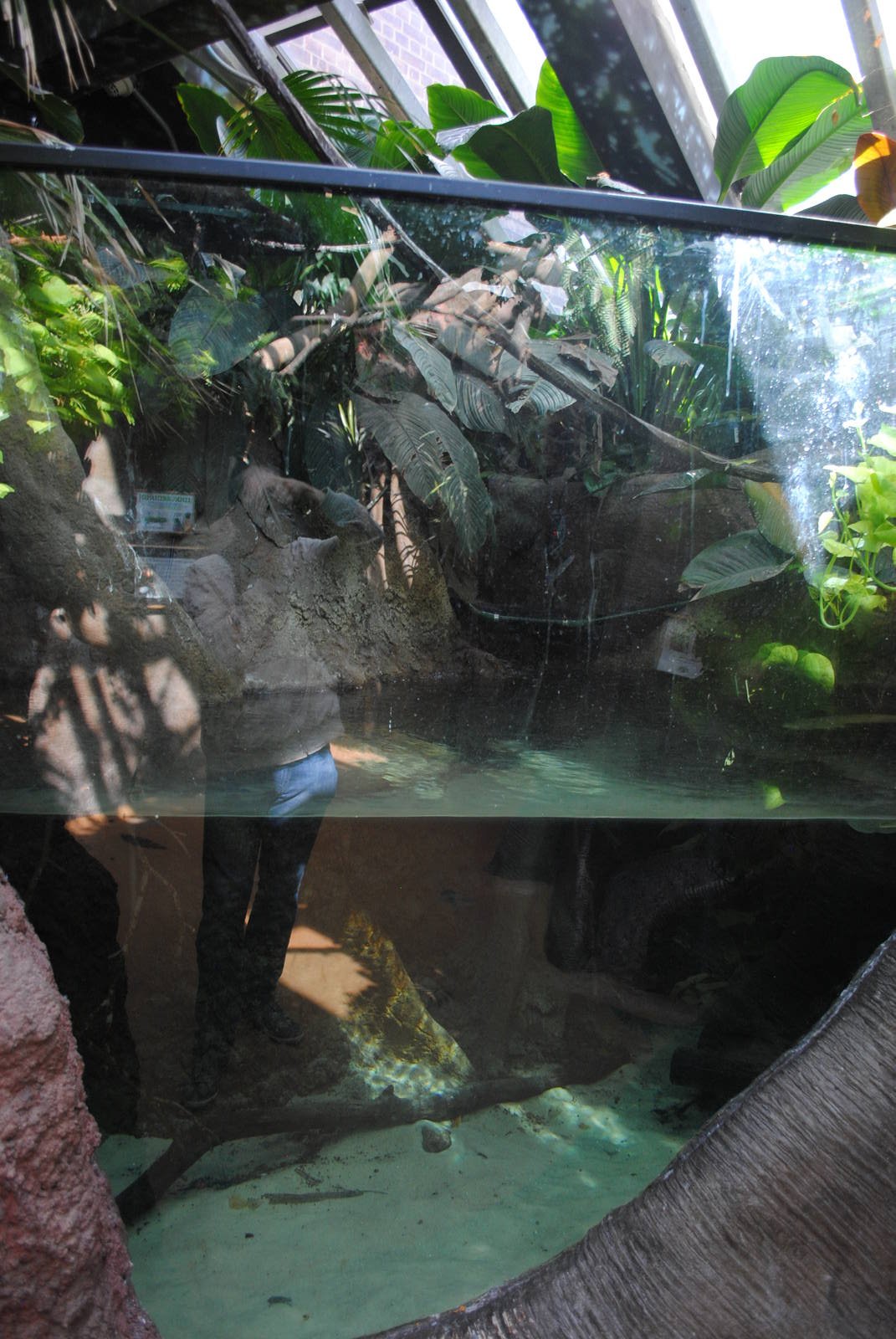 Tropical Forest - tank for Silver Arowana/Red-bellied Pacu/Red-tailed Catfi