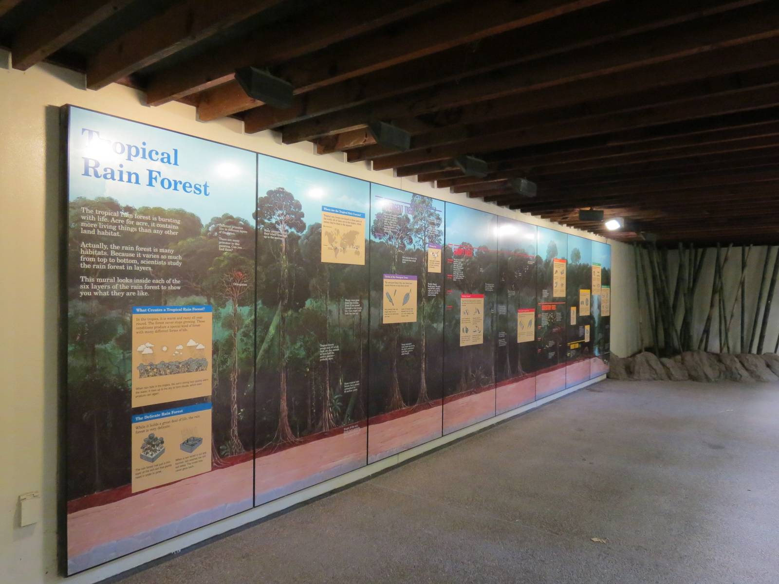 Tropical Forest - Wall Graphic