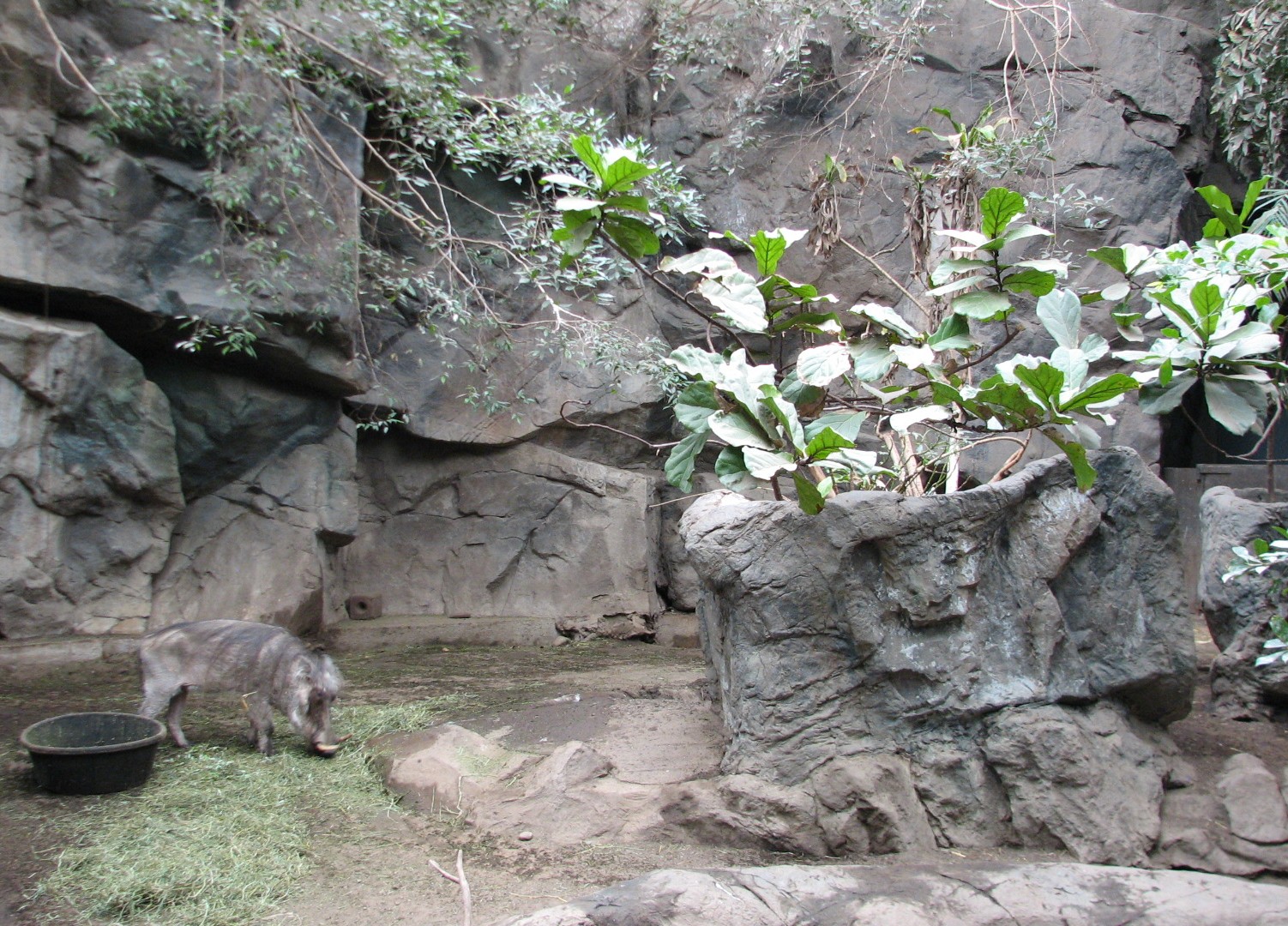 Tropical Forest Warthog Exhibit