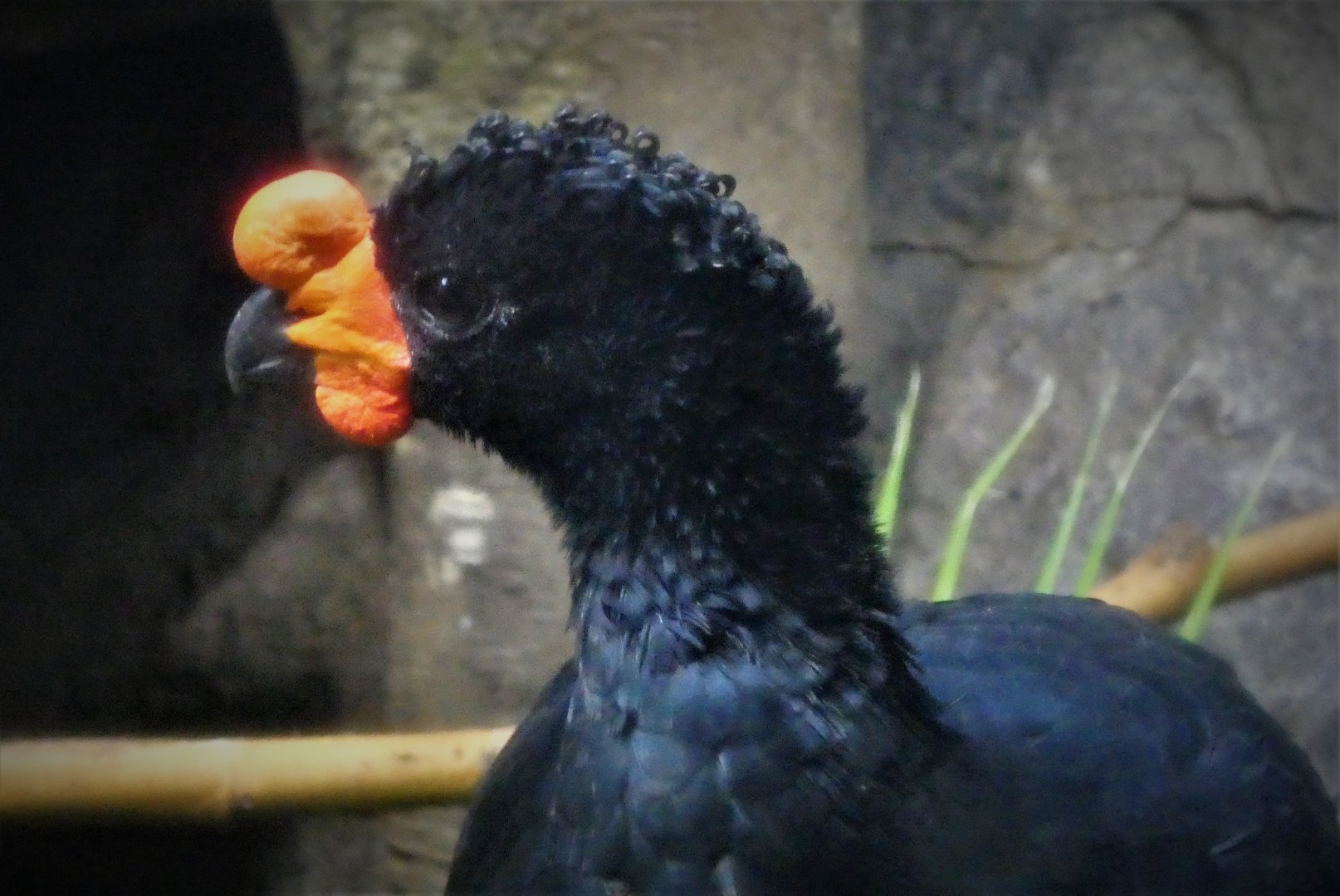 Tropical Forest - Wattled Curassow