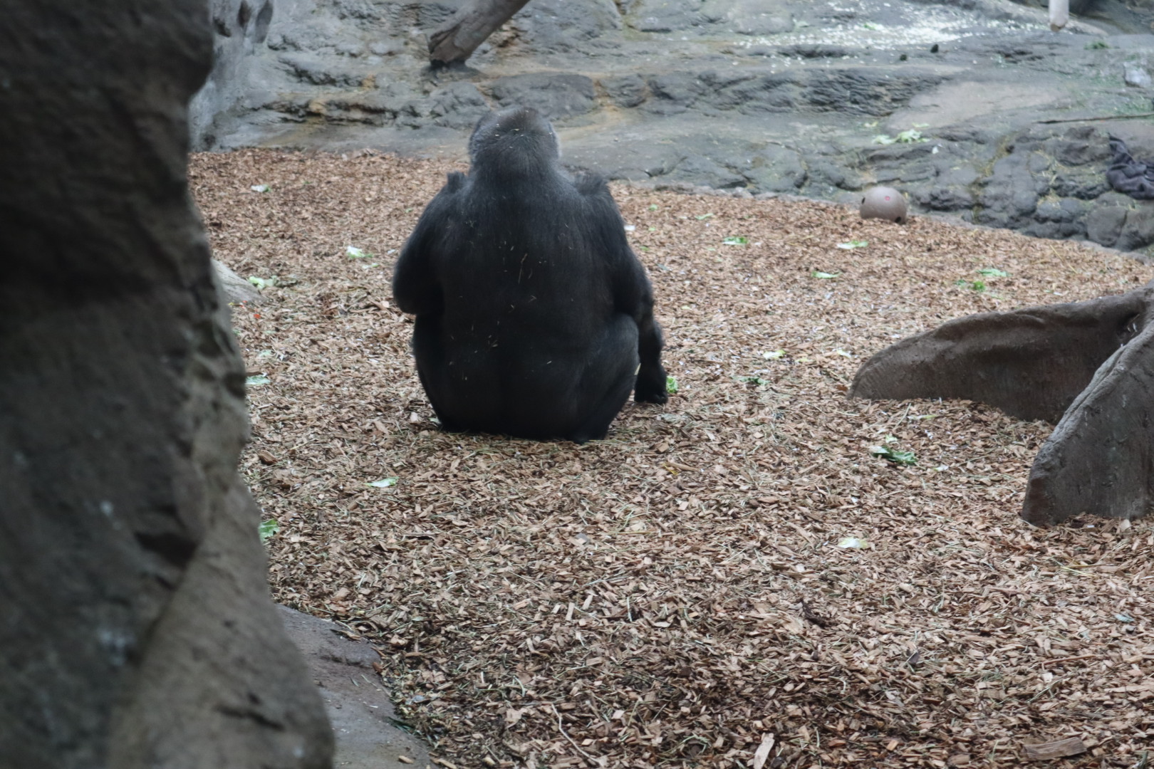 Tropical Forest - Western Lowland Gorilla, likely Little Joe
