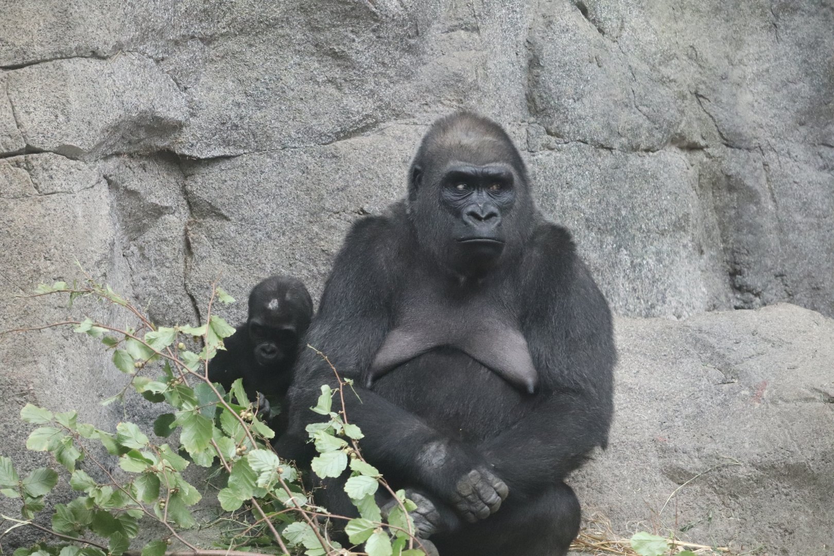 Tropical Forest - Western Lowland Gorilla