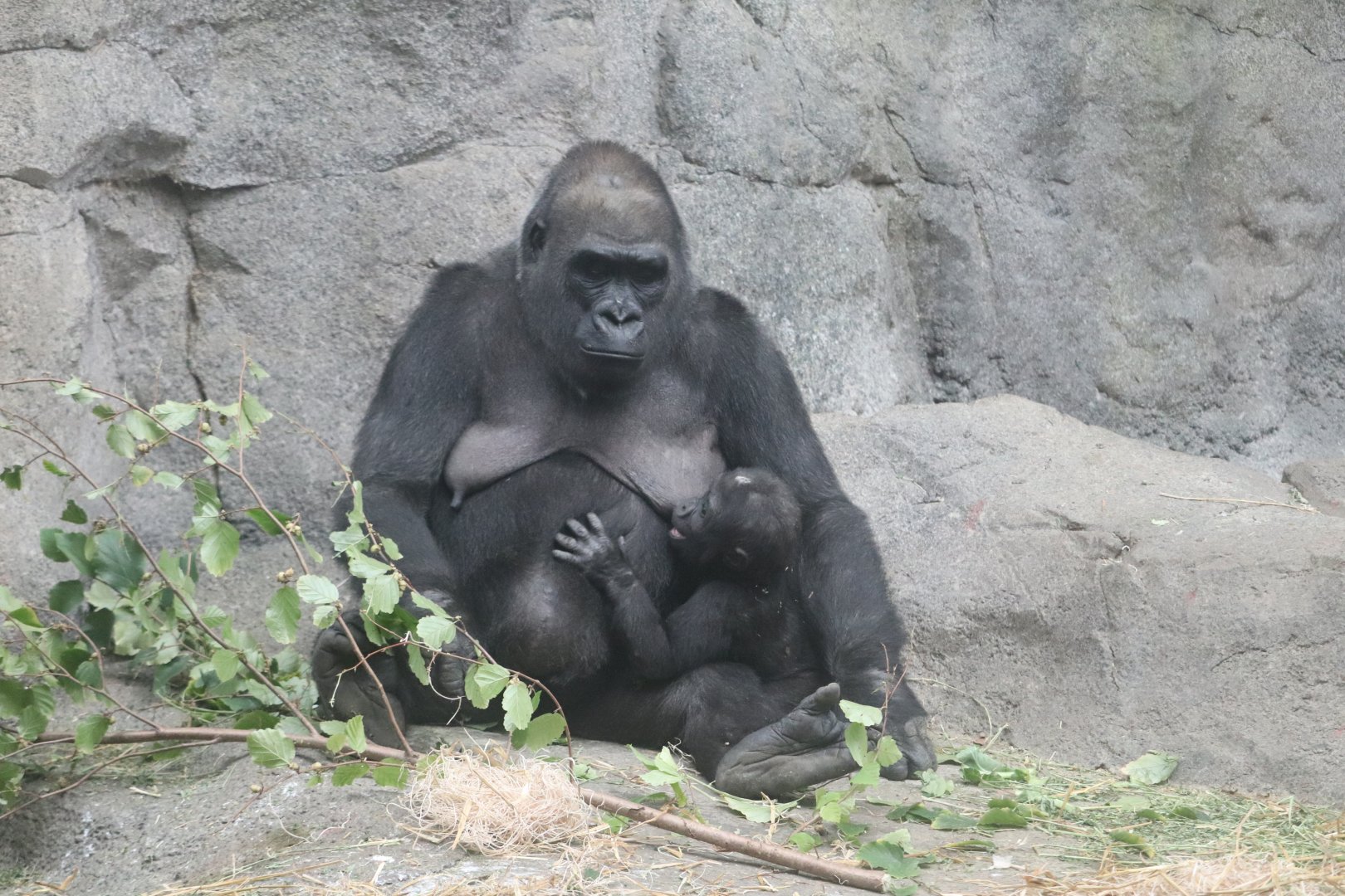 Tropical Forest - Western Lowland Gorilla