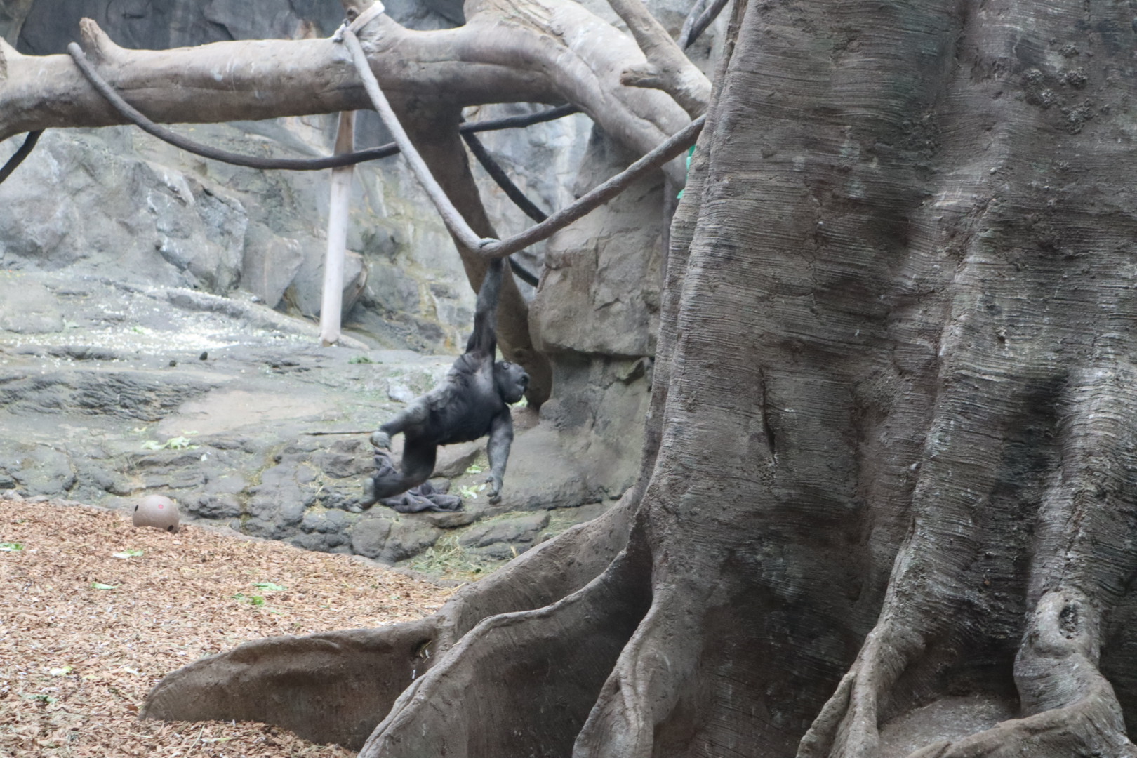 Tropical Forest - Western Lowland Gorilla