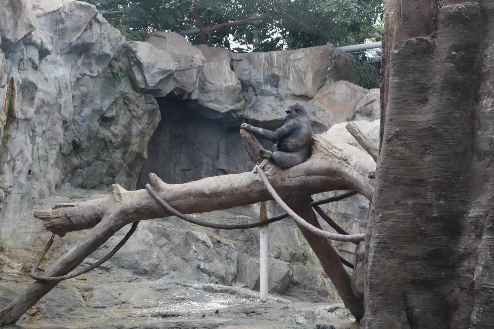 Tropical Forest - Western Lowland Gorilla