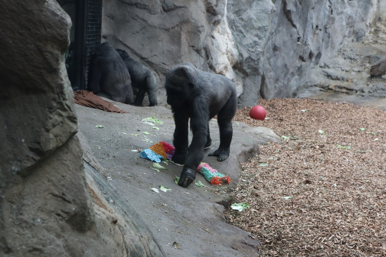 Tropical Forest - Western Lowland Gorilla