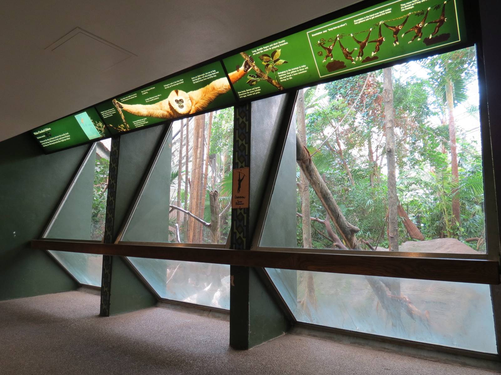 Tropical Forest - White-cheeked Gibbon Exhibit Viewing Area