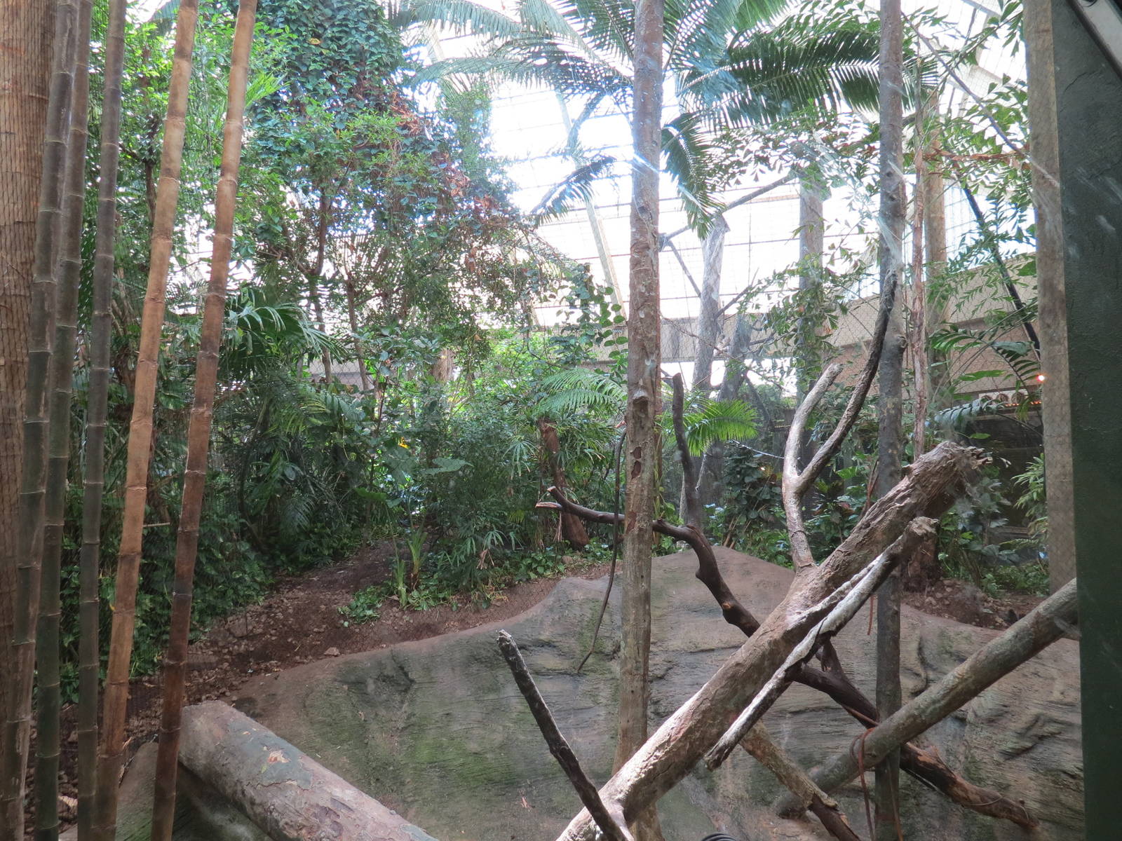 Tropical Forest - White-cheeked Gibbon Exhibit