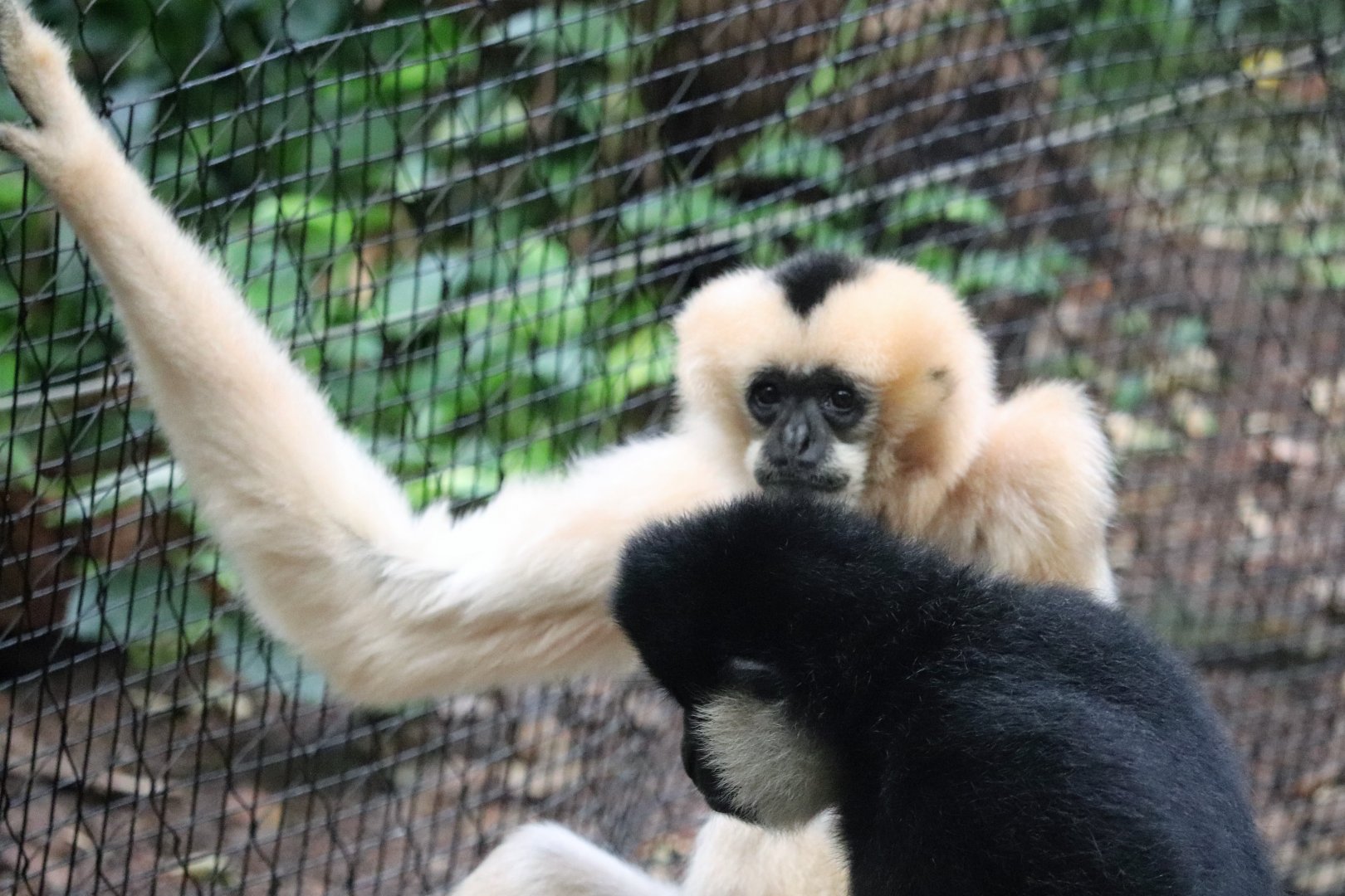 Tropical Forest - White-Cheeked Gibbon