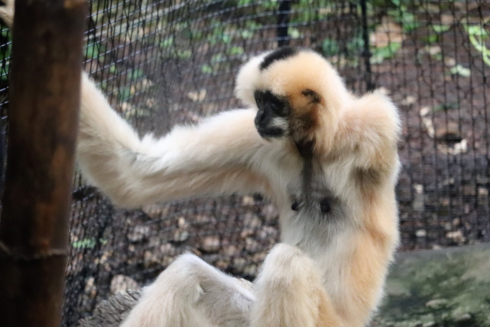 Tropical Forest - White-Cheeked Gibbon