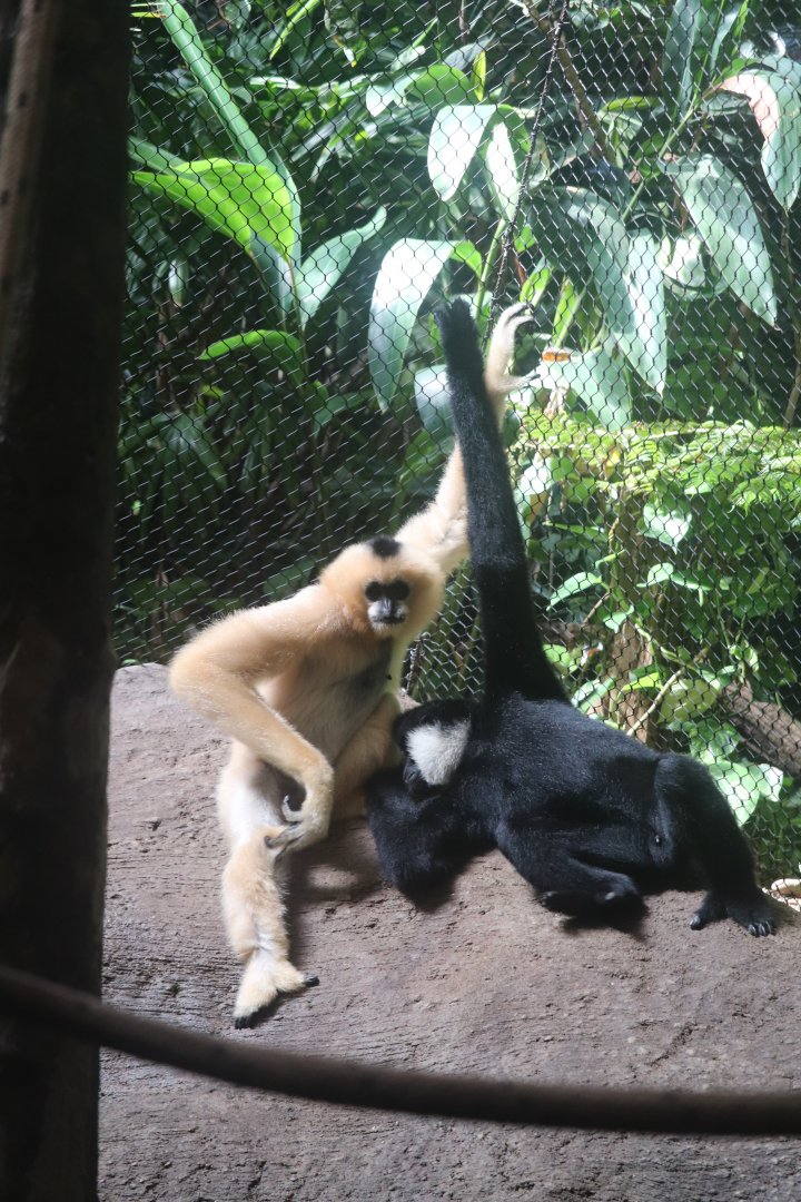 Tropical Forest - White-Cheeked Gibbon