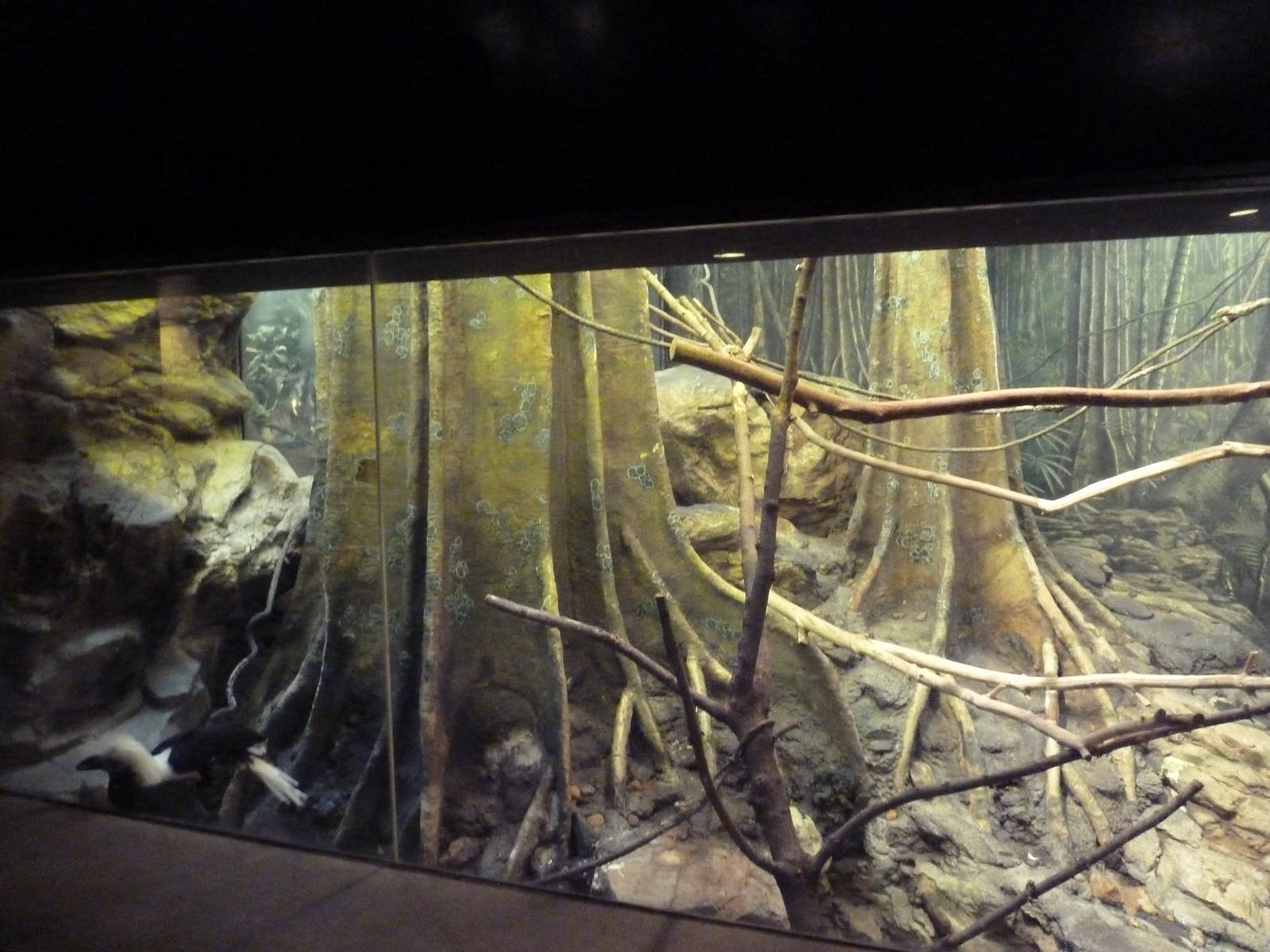 Tropical Forest - White-Crested Hornbill Exhibit