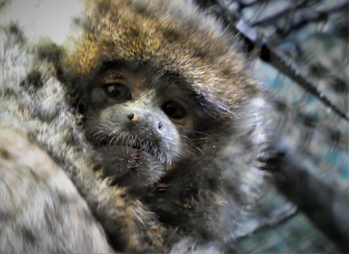 Tropical Forest - White-eared Titi