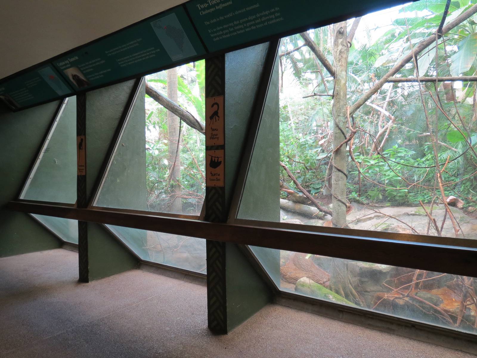 Tropical Forest - White-faced Saki, Cotton-top Tamarin, and Two-toed Sloth