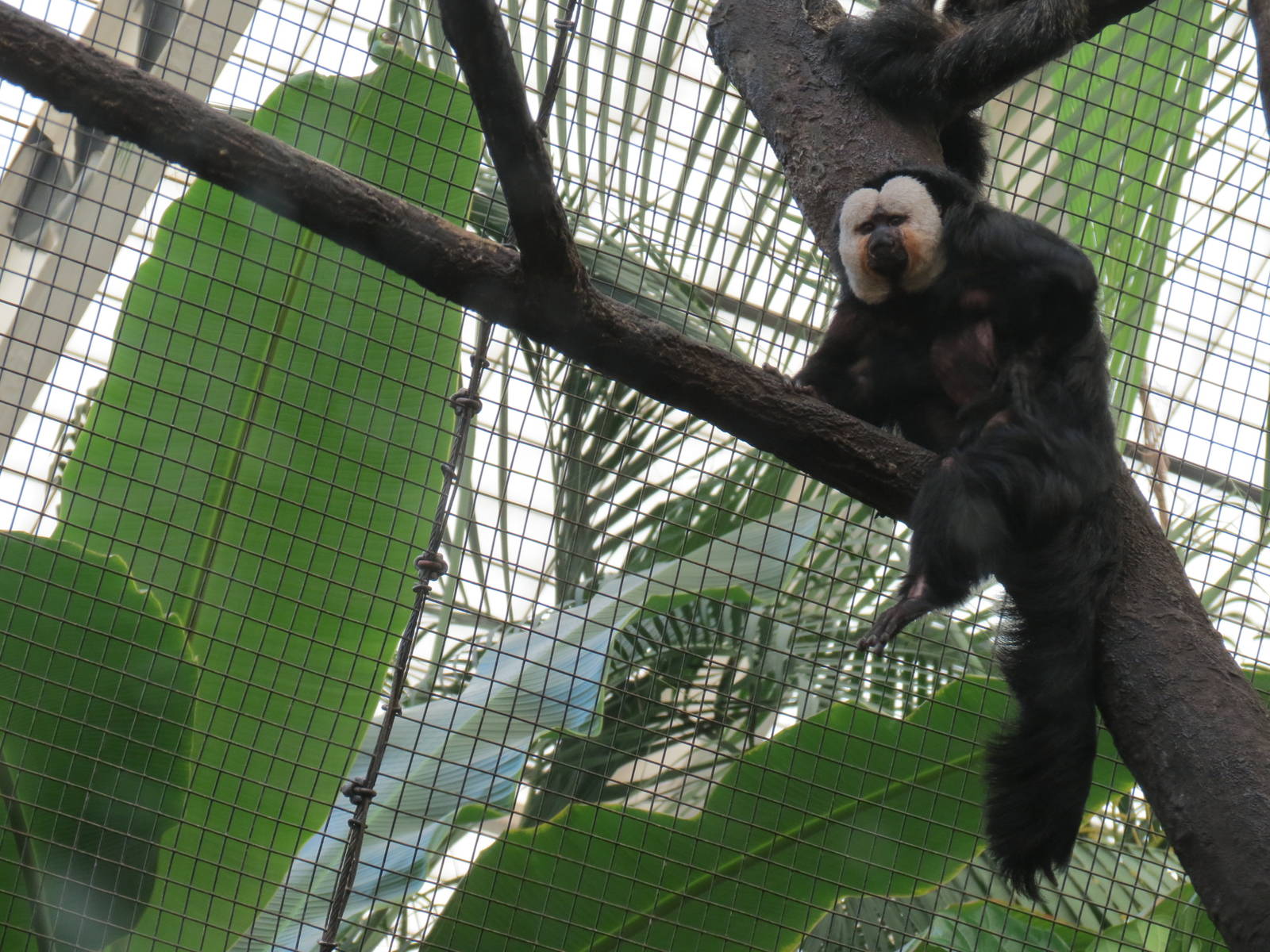Tropical Forest - White-faced Saki