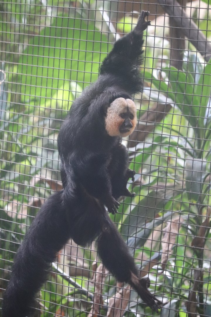 Tropical Forest - White-Faced Saki