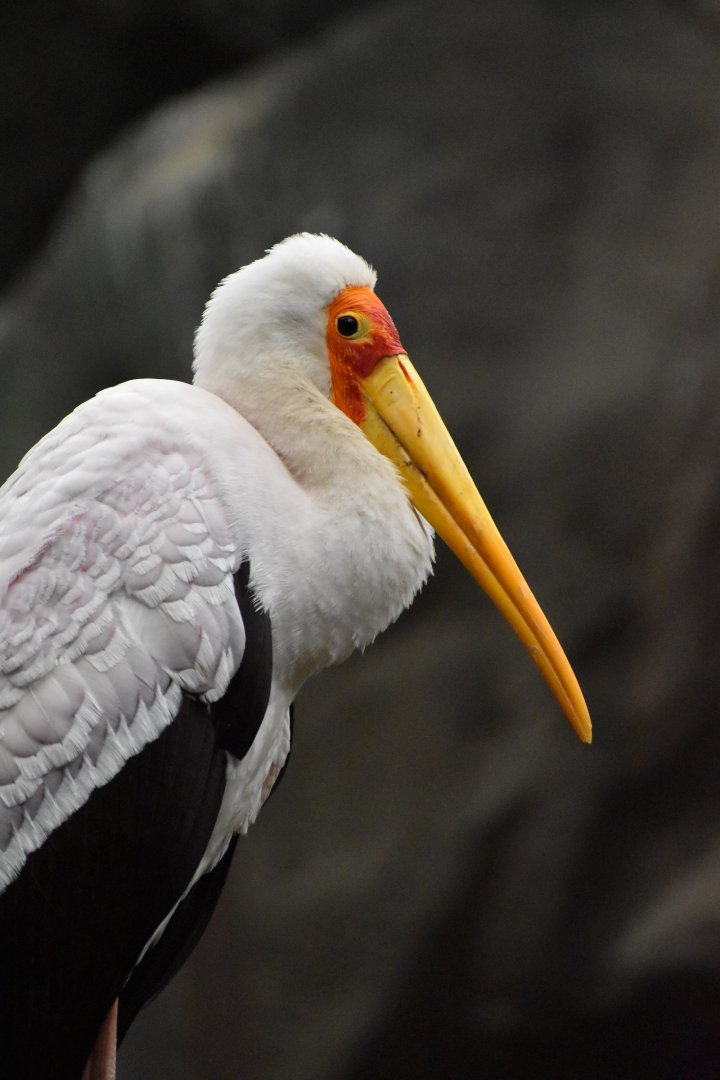 Tropical Forest - Yellow-billed Stork