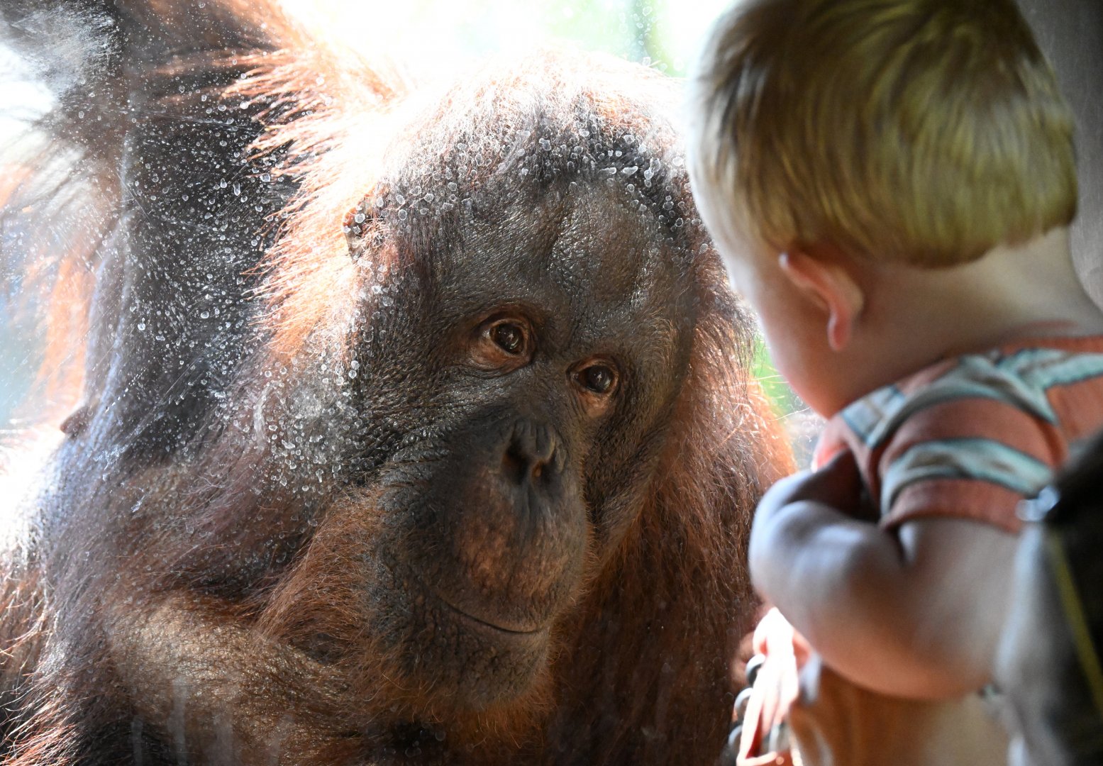 Tropical Forests - Bornean Orangutan