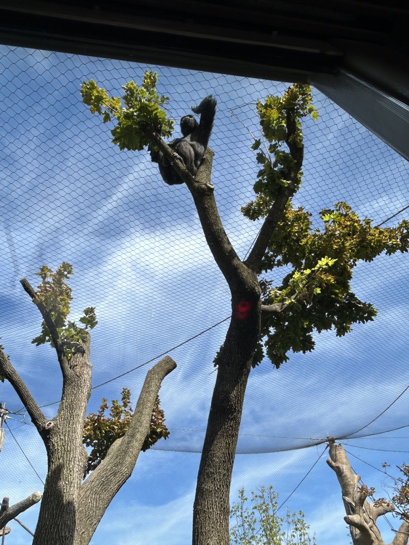 Tropical Forests- Gorilla in a tree.