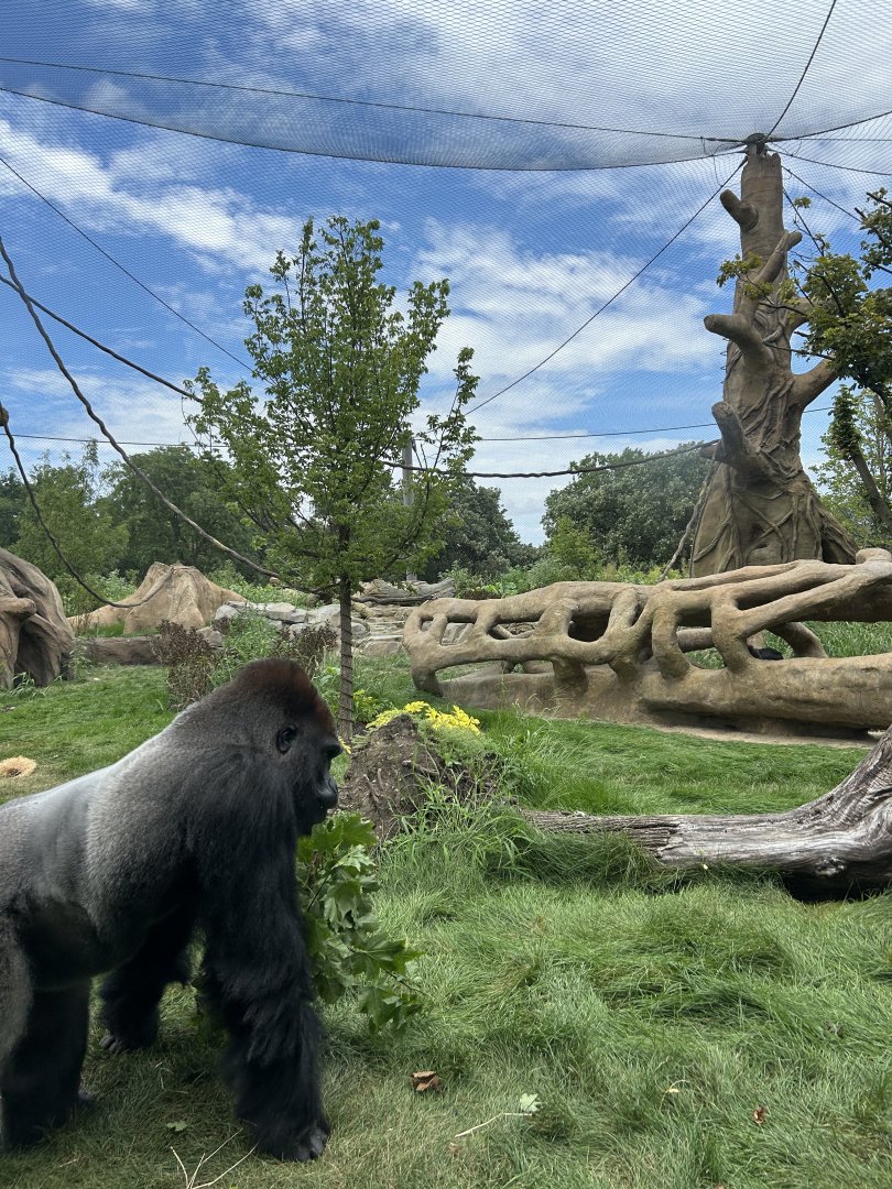 Tropical Forests gorilla -Jontu