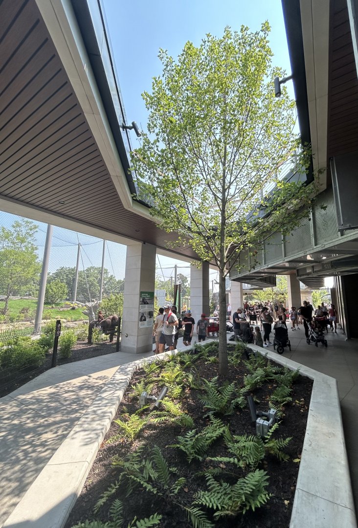 Tropical Forests- Gorilla viewing area