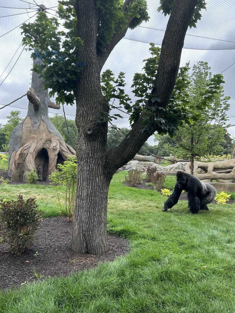 Tropical Forests- Gorilla