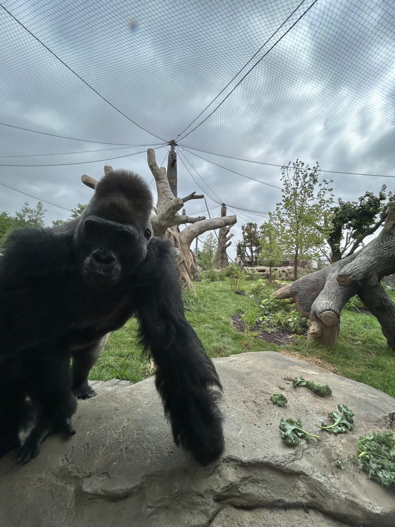 Tropical Forests- Gorilla
