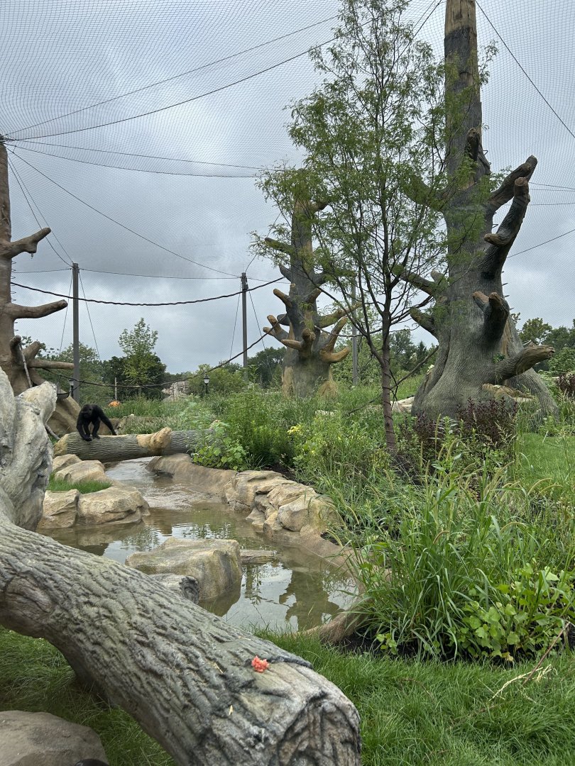 Tropical Forests-Gorilla