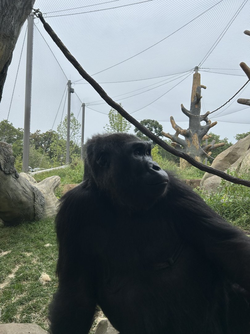 Tropical Forests- Gorilla