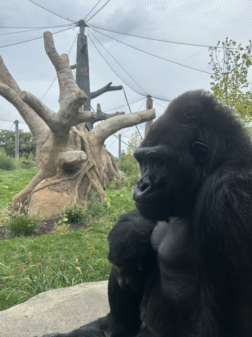 Tropical Forests- Gorilla