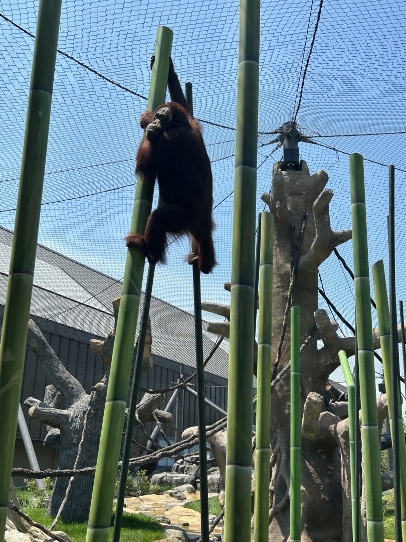 Tropical Forests-Orangutan