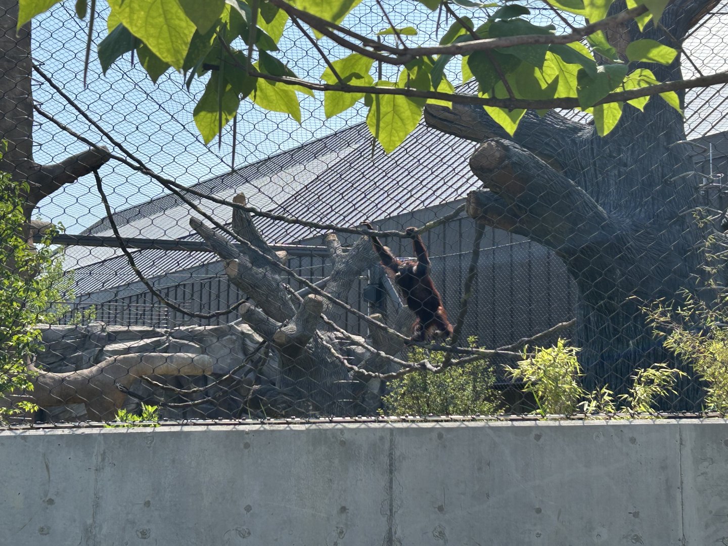 Tropical Forests-Orangutan