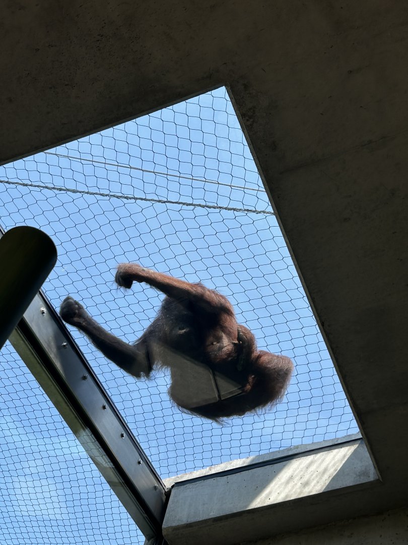 Tropical Forests- Orangutan