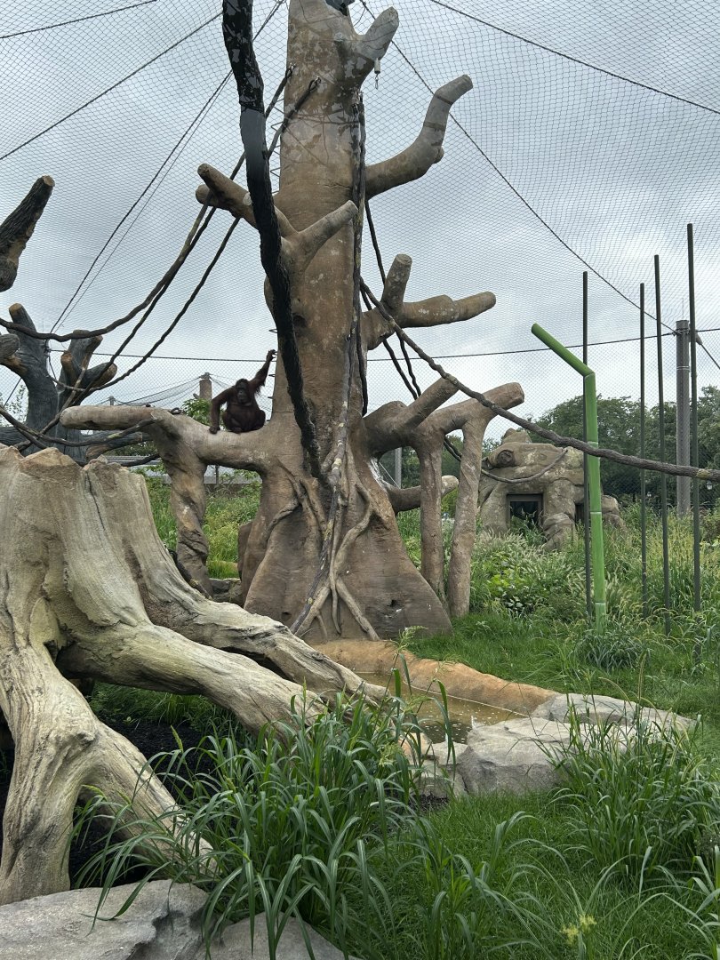 Tropical Forests-Orangutan