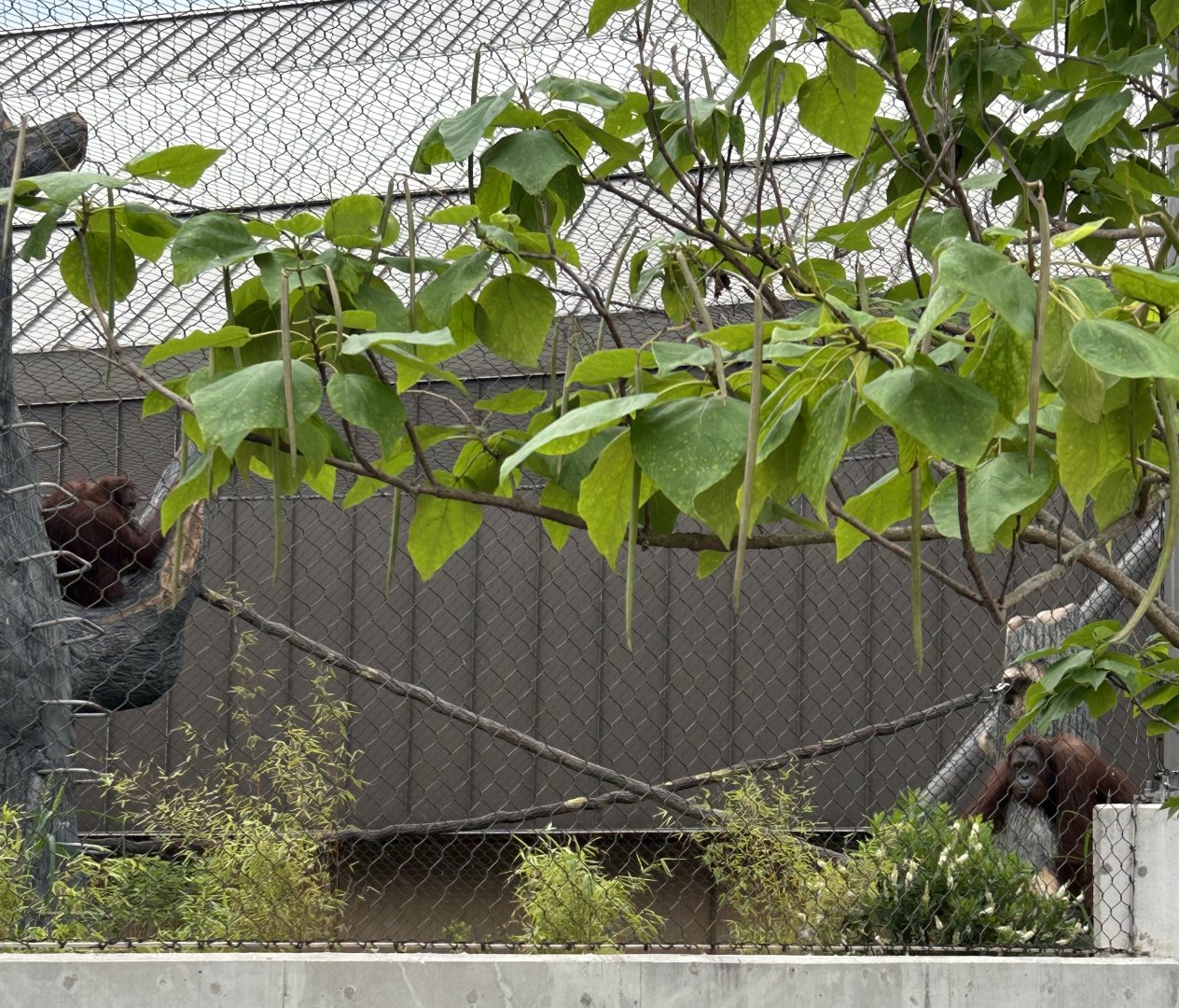 Tropical Forests- Orangutans Sophia & Kecil.