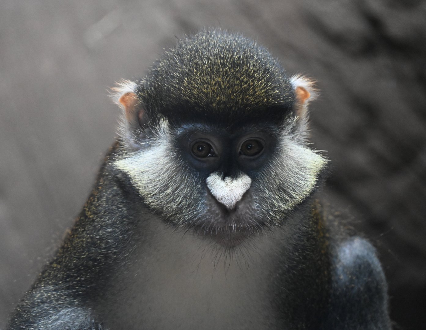 Tropical Forests - Red-tailed guenon