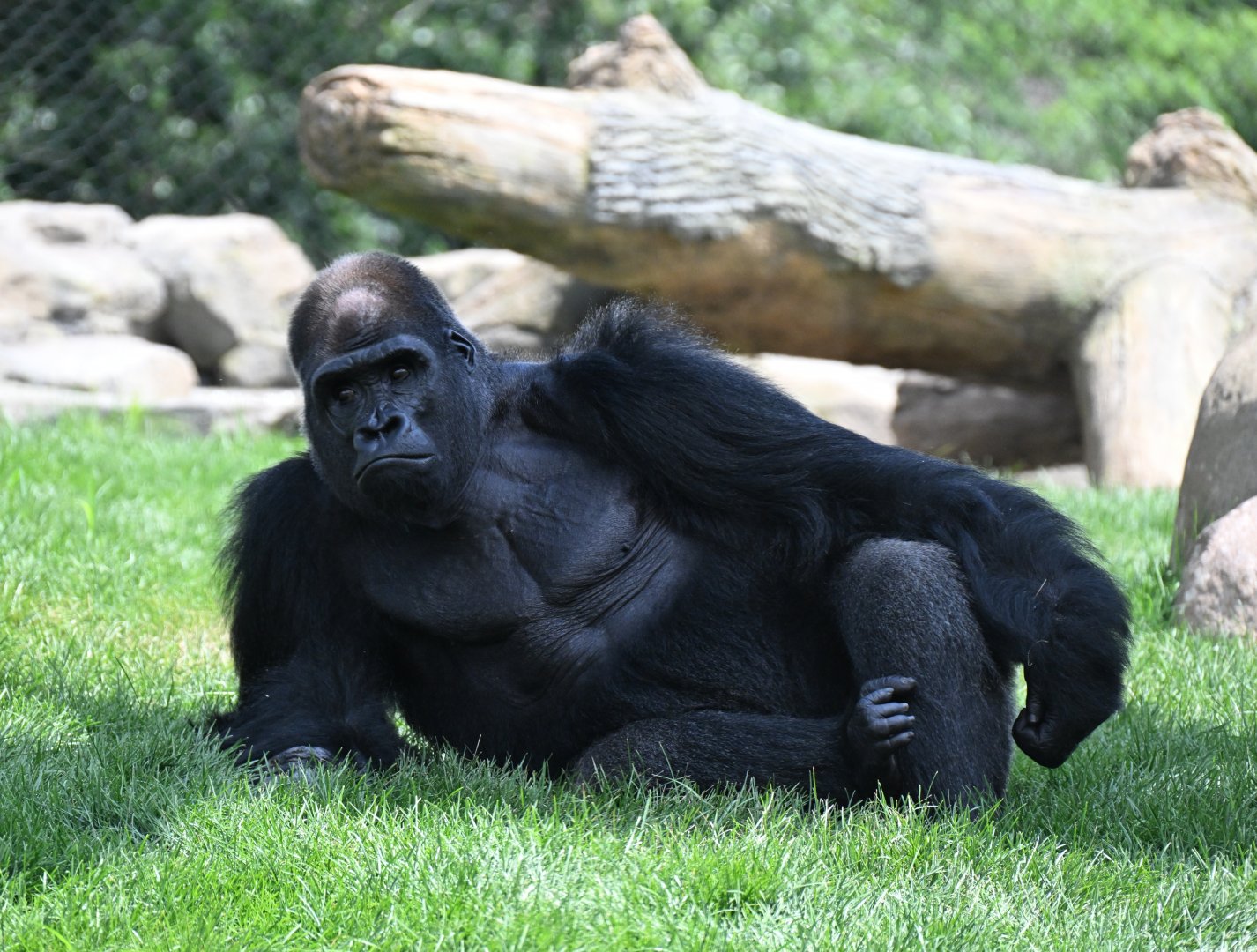 Tropical Forests - Silverback gorilla