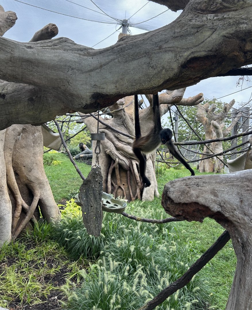 Tropical Forests- Spider Monkey